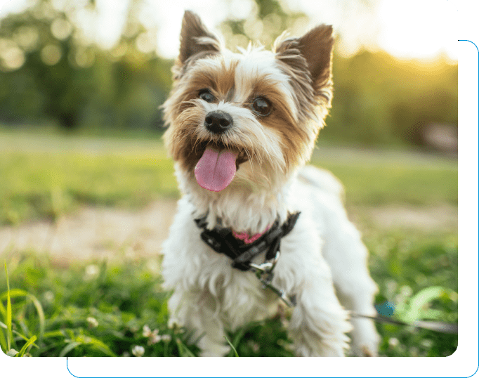 Happy dog after a visit to the small animal veterinary clinic.